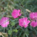 샐리의 법칙(sally´s law) 이미지