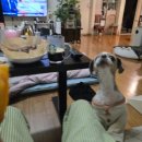 한입주개 이미지