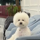 다이아몬독 이미지