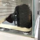 디오레 포메라니안 이미지