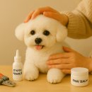 LIKE FRISE 이미지