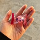 앙큼한 여시