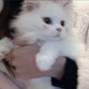 개냥이 네이버블로그