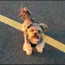 강아지와 고양이 이미지