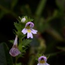 노고단-9 이미지