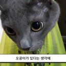 함박웃음김치 이미지