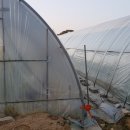 사랑축사 이미지