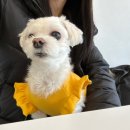 [애견동반카페] 와로플 서울예대점 개성주악 소금빵 디저트맛집