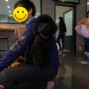 웨그(Wag) 이미지