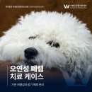 동행동물병원 | 오연성 폐렴 치료 케이스, 기관 저형성과 장기 예후 관리 - 인천동물병원·청라동물병원 치료 후기