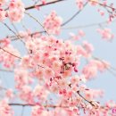 에바센트 이미지