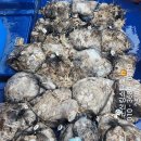 쭈꾸미스타 이미지