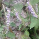 성불사 약수터 이미지