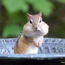 CHIPMUNK