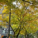 우동집 | 안국 직장인 점심 맛집 ‘쿄와우동’┃면발 쫄깃한 고급 우동집 방문 후기