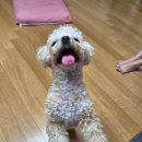 빈슈네