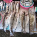 포항죽도어시장 이미지