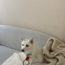 광풍로 | 천안 워크인 준비, 웨딩 촬영 드레스 대여 피팅 후기 - 샐리 &amp; 하오에 (하우스오브에이미)