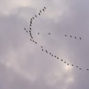고안1 Daum카페