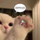 다이야몬드 크리닝 | W3. 수원 웨딩밴드 추천 :: 수원 펠로다이아몬드 계약 후기 (긴글주의)