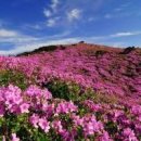 경남 가볼만한곳 합천 황매산 철쭉 천불천탑 여행 이미지