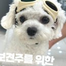 펫웨이브 동물의료센터 | 펫웨이브동물의료센터에서 반려동물과 함께하는 건강한 하루 🐾