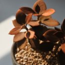 살구미농장 이미지