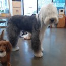 퍼피앤커피 이미지