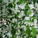 꽃별하얀 이미지