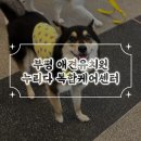 누리다 | 부평애견유치원 방문후기 누리다 복합케어센터 / 인천 대형견전문유치원