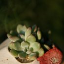 마이다스킹
