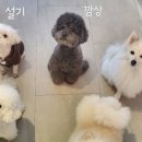 피터펫 애견카페 부산북구점 이미지