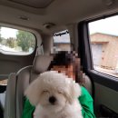 양평애견택시 이미지
