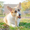 하룻 강아지 이미지