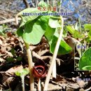 족도리풀속 6종 구별 포인트 학습 하기 이미지