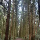 (주)제주가는길 | [제주/서귀포] “이승악오름” 이승이오름 삼나무숲길가는길 주차장 화장실 제주오름추천 후기