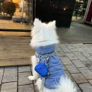 (주)햄바라기 | [블챌] 12월 4주차: 메리메리 크리스마스!