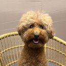 화성양돈2 | 캠핑감성 야외바베큐 평택애견동반식당 - 청북 휴가