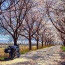 인다락벚꽃길 이미지