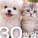 똥강아지 김해 강아지분양 고양이분양 이미지