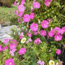 배다리공원 이미지