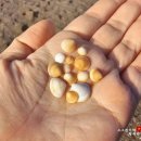 화순리마을회 | [제주여행] 산방산 근처 가볼 만한 곳 안덕 화순금모래해수욕장.(무료 수영장 화순금모래해수욕장 담수...