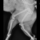 까망이PC 이미지