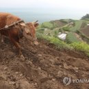소와풍경 이미지