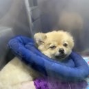 라온펫동물병원 이미지