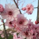 개나리농장 이미지