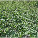 대요농장 이미지