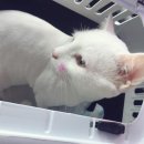 미용했냥 이미지