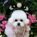 영천애견미용 | 영천 애견 미용 미니 비숑 &#34;휴지&#34; 카와잉