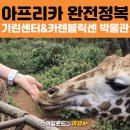 기린농장 | 스마일로드 아프리카 세미패키지 여행 코스｜케냐 기린센터·카렌블릭센 박물관·탄자니아 국경 넘기